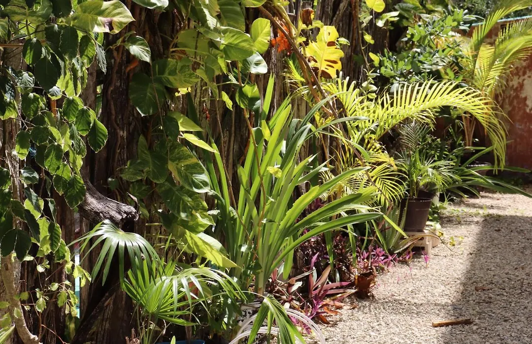 Andrea'S Tulum-1