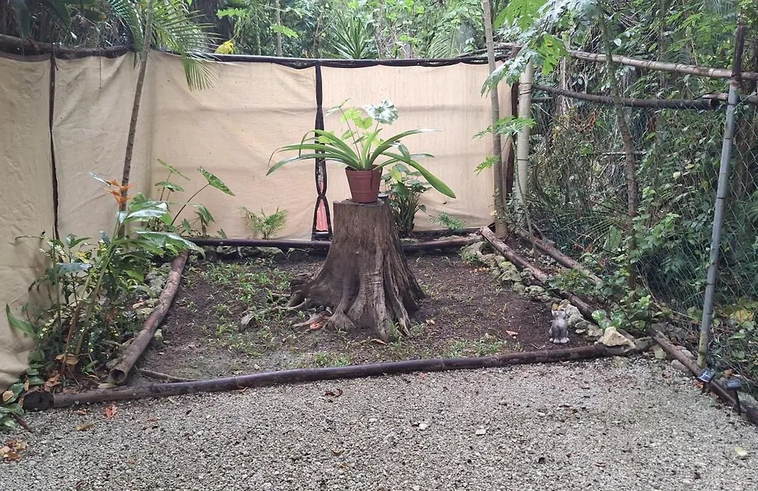 Mini Pini Bird Watching And Cenote Loft-1