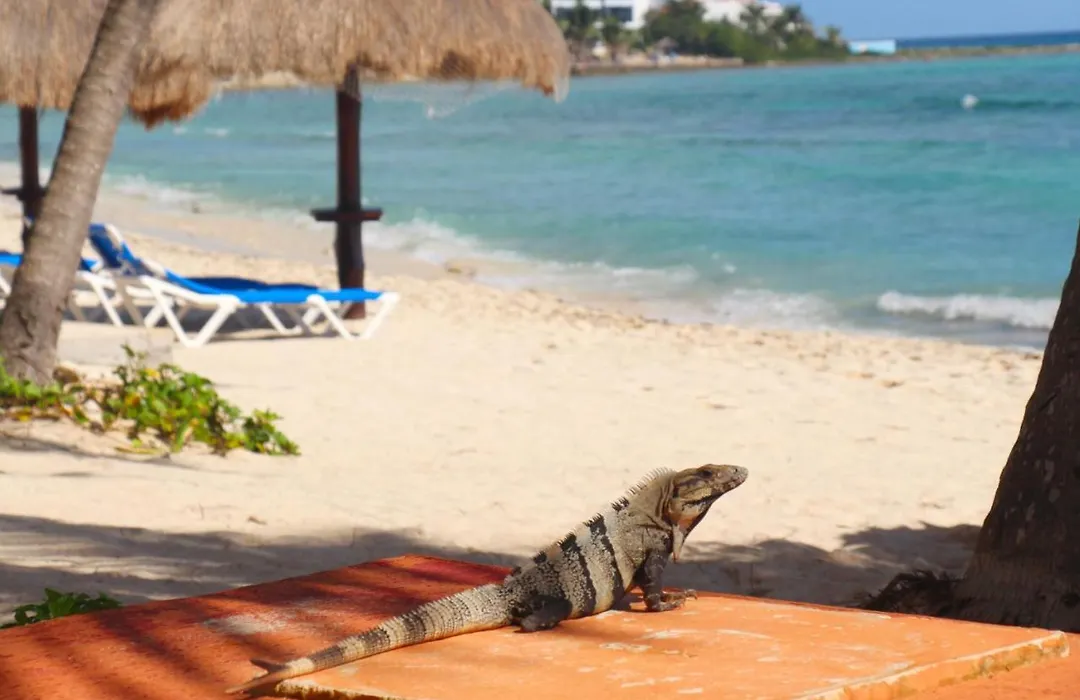 Beautiful Studio In Akumal Paradise - Wifi, Ac-1