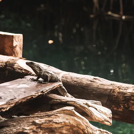Uman Glamping & Cenote Tulum-2