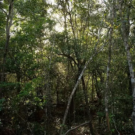 Ojo De Arbol, Boutique Cabin In The Real Jungle-3