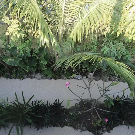 Cada Iguana, By Jungla Bacalar 5Ta Av.-3