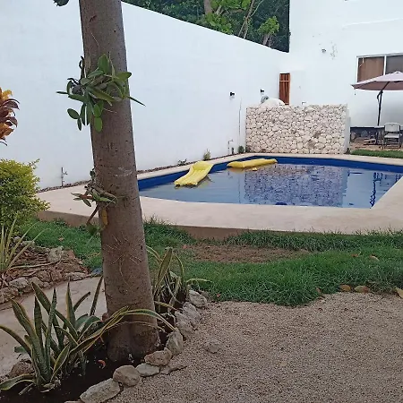 Casa Geckos - Lizard-3