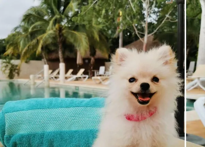 Pet friendly Casa Kaoba Hotel & Suites Los Dos Compadres